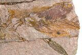 Rare, Lichid Trilobite With Eocrinoid Mortality (Pos/Neg) #255338-6